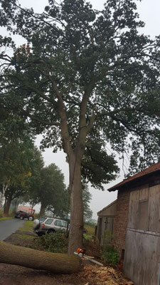 Baumkontrolle am Straßenrand vor der Begutachtung in Stemwede